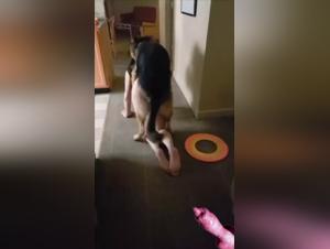 animal erotic experience