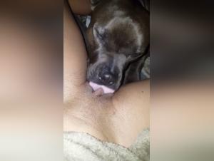 Vidéo de Sexe Bestialité : Pitbull vs Pussy