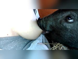 Untamed Flavors Unleashed