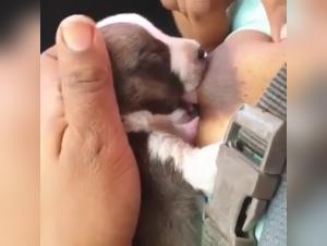 Woman breastfeeding a puppy: a scene of forbidden zoophilia
