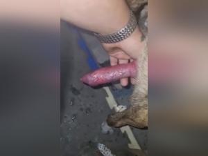 Bestiality: Dog licking a man