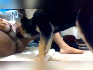 Zoophilia video with a dog