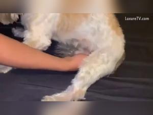 Beyond the Leash: Animal Intimacy