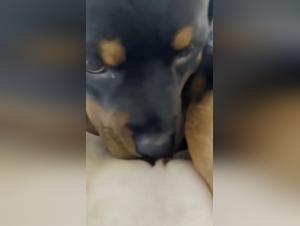 Intimate Video with a Dog