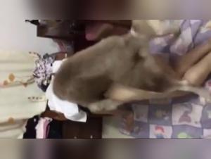 Woman and Dog - A Forbidden Encounter