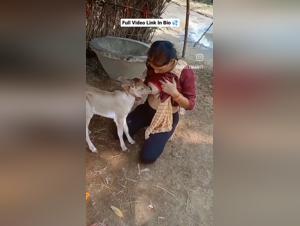 Delving into Forbidden Animal Interactions