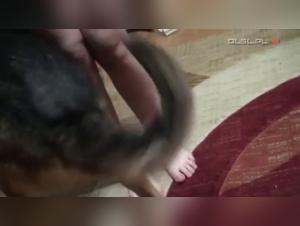 First time with a dog: a beastly and intense experience