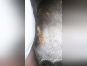 Unveiling Intimacy: Dog Sexton & Zoofilia TV