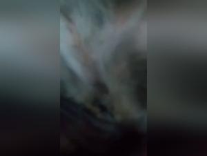 Bestiality Video: An Extreme Experience