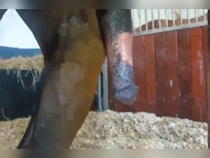 Bestial encounter in the park