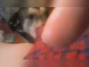 Bestiality sex videos featuring dogs