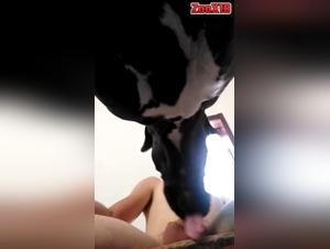 Explosiones de Deseo: TikTok Zoo revela la Verdad