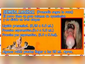 Complete guide to canine bestiality: Discover the knot and dog sex videos