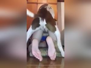 Bestial sex video: dog and his partner in an intense scene