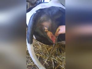 Bestiality: a woman and a dog