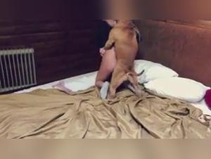 Sex video with a pitbull: an extreme experience