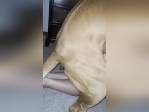 The Hottest Bestiality Videos You Won't Want to Hide for Dog Sex Lovers