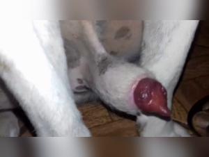 Sexe bestialité: des vidéos choc avec des chiens