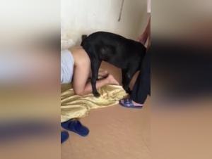 women dogs bestiality