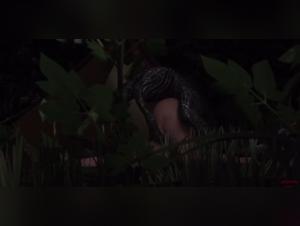 Monster dog cock for insemination