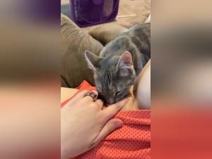 A Dog-Fucking Old Man Gets Fucks by His Dog and Her Mother on TikTok