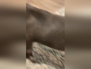 Foreplay with a dog: an unforgettable bestial experience