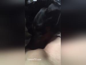 videos of bestiality animal porn