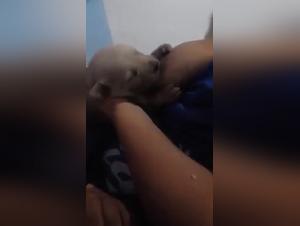 Zoophilia videos: discover the most extreme fantasies