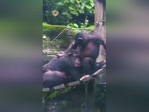 Monkey and woman in a hard sex scene