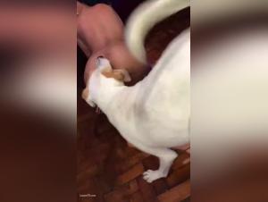 Video erotico de bestialidad: La casada brasilena que se satisface con su perro