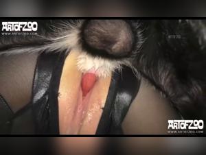 Mexzoo - Un mundo salvaje de encuentros fuertes