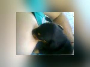 Dog licks breasts: an intense zoophilia video
