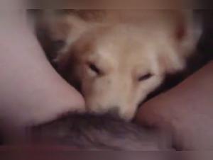 Video of Sex with a Dog