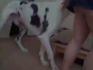 Dog Sex Video
