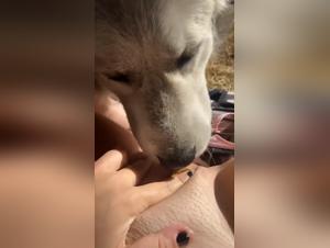 La perrita que chupe al perro