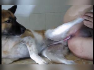 Enjoy a unique sexual experience with a dog