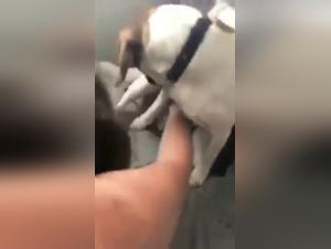 Vidéo de sexe bestialité : une femme et un chien