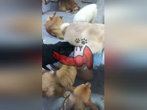 Zoo Porn: The Secret Life of a Dog Lover (Part 1)