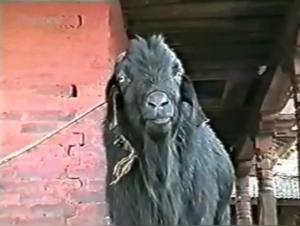 Wild Encounter: A Forbidden Love Story