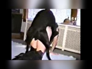 Dog Sex Video - Hard Bestiality