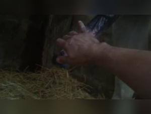 Bestial encounter with a horse