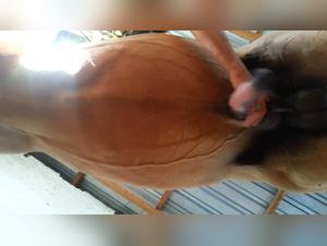 Espienza erotica con una putana diventata cane, Porno XXX