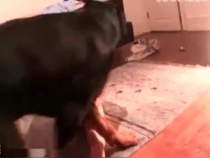 Woman Addicted to Dogs - Extreme Bestiality Video