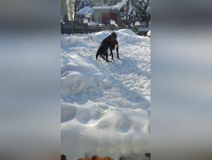 Des moments de complicité inattendus dans la neige