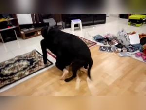 Extreme Bestiality Videos: Contact Us Now