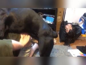 Blue haired girl in shocking bestiality video