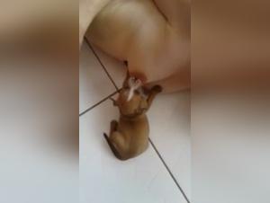 A beastly love story: a woman and her dog