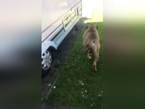 Une histoire d'amour et de désir interdit : une femme et son chien