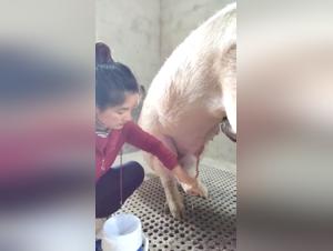 Asian and pig: a video of extreme zoophilia