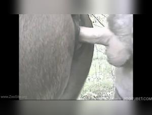 Momenti intimi: cavallo e uomo